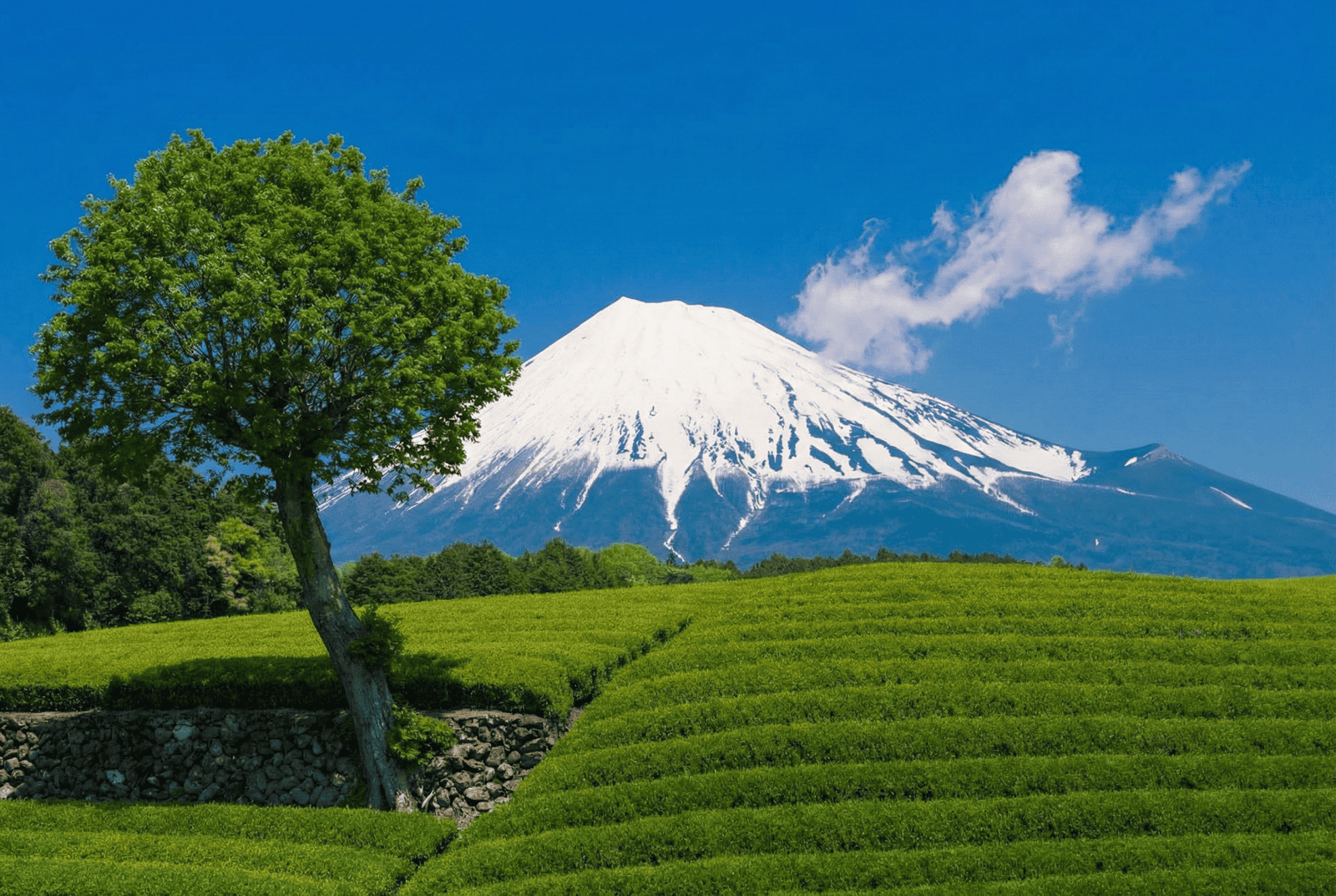 Lush green matcha tea field at the foot of Mount Fuji, Japan — where premium shade-grown tencha is cultivated